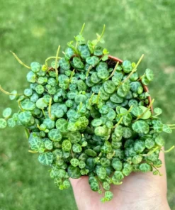 String of Turtles Trailing Succulent 3 Inch Pot Green Home Decor Plant