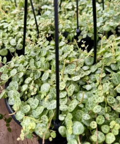 String of Turtles Trailing Succulent 3 Inch Pot Green Home Decor Plant