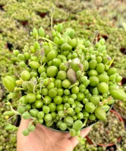 String of Watermelon Succulent Hanging Plant 2 inch 4 inch 6 inch Green Ceramic