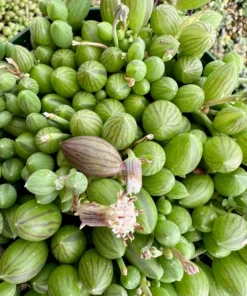 String of Watermelon Succulent Hanging Plant 2 inch 4 inch 6 inch Green Ceramic