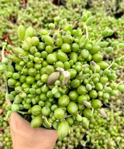 String of Watermelon Succulent Hanging Plant 2 inch 4 inch 6 inch Green Ceramic