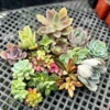 Succulent Cuttings Colorful Succulent Plants No Root
