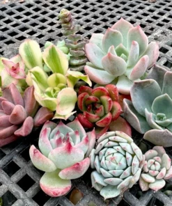 Succulent Cuttings Colorful Succulent Plants No Root