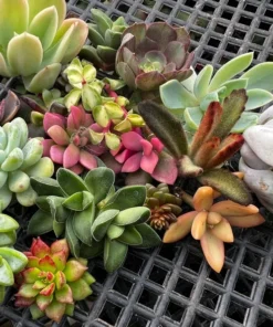 Succulent Cuttings Colorful Succulent Plants No Root