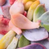 Succulent Propagation Leaves - 30 Variety Pack for Beginners