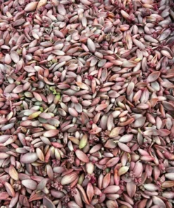 Succulent Propagation Leaves - 30 Variety Pack for Beginners