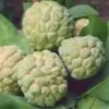 Sugar Apple 5”-9” Live Plant Seedling Tree-Asian Plant Collection / mãng Cầu Na