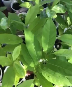 Sugar Apple 5”-9” Live Plant Seedling Tree-Asian Plant Collection / mãng Cầu Na