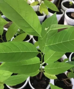 Sugar Apple 5”-9” Live Plant Seedling Tree-Asian Plant Collection / mãng Cầu Na