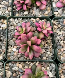 Sunrise Variegated Succulent Pink Plant 2" & 4" Pot | Buy Now