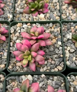 Sunrise Variegated Succulent Pink Plant 2