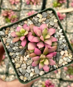 Sunrise Variegated Succulent Pink Plant 2