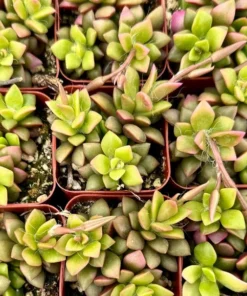 Sunrise Variegated Succulent Pink Plant 2