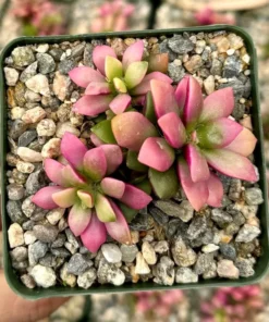 Sunrise Variegated Succulent Pink Plant 2