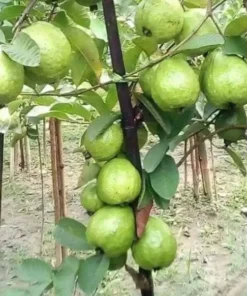 Thai White Guava Tree – 30-36 Inches Tall – 1 Gallon Pot – Tropical Fruit Tree