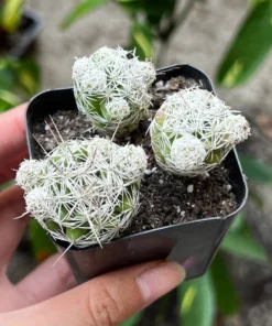 Thimble Cactus - Buy a Thimble Cactus, Mammillaria Gracilis Fragilis. Small Cactus Cluster
