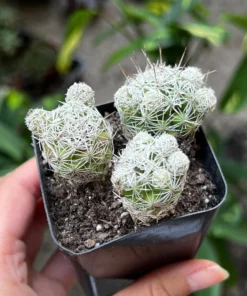 Thimble Cactus - Buy a Thimble Cactus, Mammillaria Gracilis Fragilis. Small Cactus Cluster