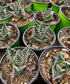 Tiger Aloe, Aloe Variegata, Live Succulent Plant, 4'' Pot