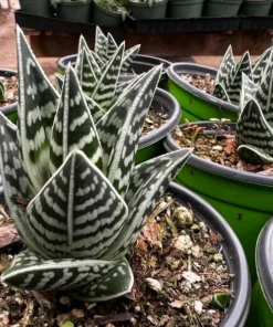 Tiger Aloe, Aloe Variegata, Live Succulent Plant, 4'' Pot
