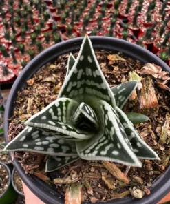 Tiger Aloe, Aloe Variegata, Live Succulent Plant, 4'' Pot