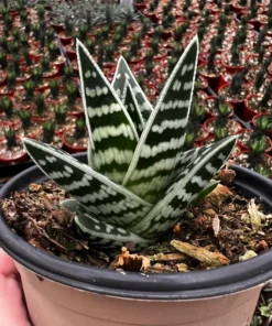 Tiger Aloe, Aloe Variegata, Live Succulent Plant, 4'' Pot