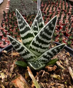 Tiger Aloe, Aloe Variegata, Live Succulent Plant, 4'' Pot
