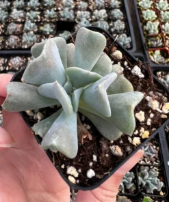 Topsy Turvy Echeveria Succulent 2 inch Pot Blue-Green Live Plant