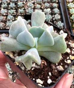Topsy Turvy Echeveria Succulent 2 inch Pot Blue-Green Live Plant