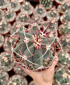 Townsend Barrel Cactus, Rare Cactus, Unique Plant in 3'', 6" pot