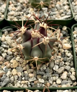 Townsend Barrel Cactus, Rare Cactus, Unique Plant in 3'', 6
