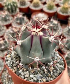 Townsend Barrel Cactus, Rare Cactus, Unique Plant in 3'', 6