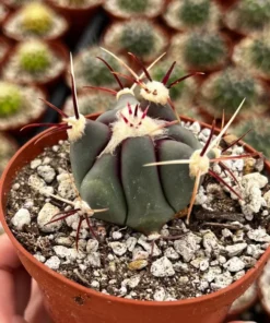 Townsend Barrel Cactus, Rare Cactus, Unique Plant in 3'', 6