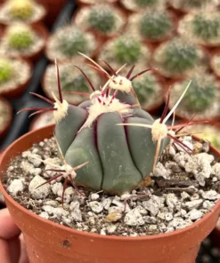 Townsend Barrel Cactus, Rare Cactus, Unique Plant in 3'', 6