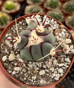 Townsend Barrel Cactus, Rare Cactus, Unique Plant in 3'', 6