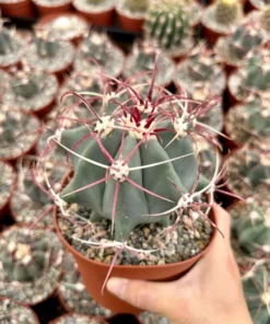 Townsend Barrel Cactus, Rare Cactus, Unique Plant in 3'', 6