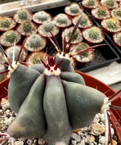 Townsend Barrel Cactus, Rare Cactus, Unique Plant in 3'', 6
