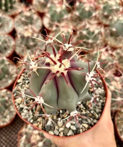 Townsend Barrel Cactus, Rare Cactus, Unique Plant in 3'', 6