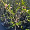 Tropical Beauty Peach Tree – 4ft Tall – Fresh & Healthy for Planting