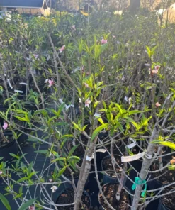 Tropical Beauty Peach Tree – 4ft Tall – Fresh & Healthy for Planting