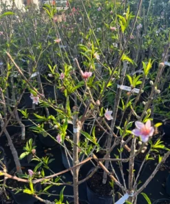 Tropical Beauty Peach Tree – 4ft Tall – Fresh & Healthy for Planting