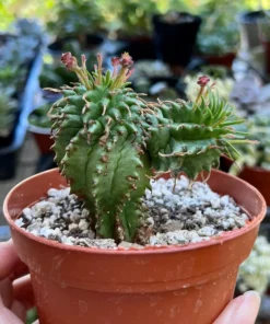 Twisted Euphorbia Cactus Live Plant 2''/4'' Pot Rare Succulent