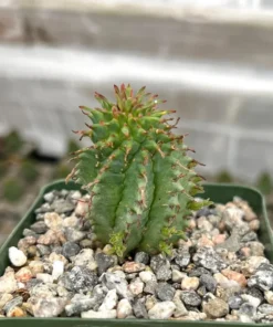 Twisted Euphorbia Cactus Live Plant 2''/4'' Pot Rare Succulent