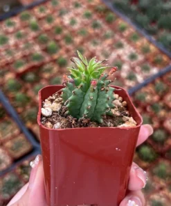 Twisted Euphorbia Cactus Live Plant 2''/4'' Pot Rare Succulent