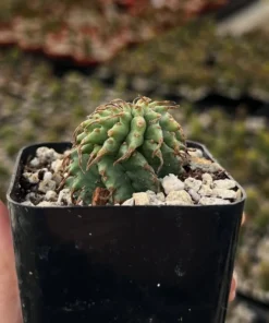 Twisted Euphorbia Cactus Live Plant 2''/4'' Pot Rare Succulent