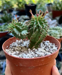 Twisted Euphorbia Cactus Live Plant 2''/4'' Pot Rare Succulent