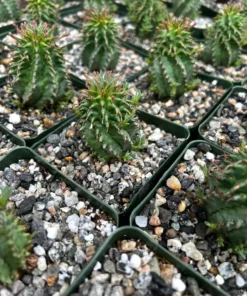 Twisted Euphorbia Cactus Live Plant 2''/4'' Pot Rare Succulent