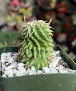 Twisted Euphorbia Cactus Live Plant 2''/4'' Pot Rare Succulent
