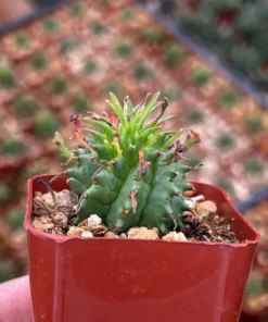Twisted Euphorbia Cactus Live Plant 2''/4'' Pot Rare Succulent