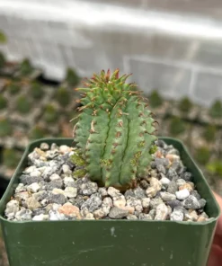 Twisted Euphorbia Cactus Live Plant 2''/4'' Pot Rare Succulent