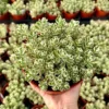 Two-row Stonecrop, Dragon's Blood, Sedum Spurium, Live Plant in 2", 4", 6" pot